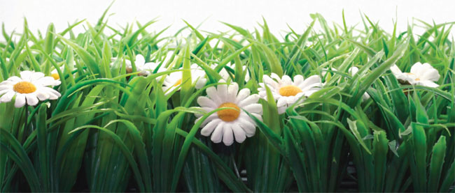 Plant Growth In Spring