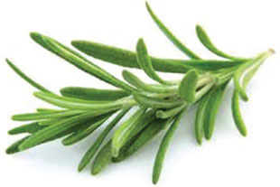 Rosemary