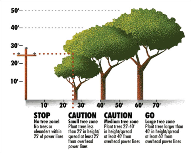 Plant Right Tree In Right Place