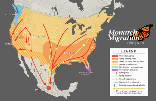 Monarch Migration