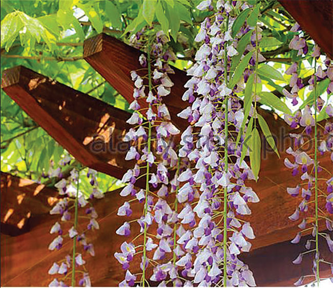 Wisteria