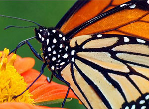 Monarch Butterfly
