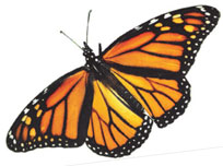 Monarch Butterfly