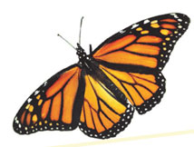 Monarch Butterfly