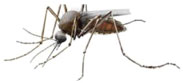 Mosquito