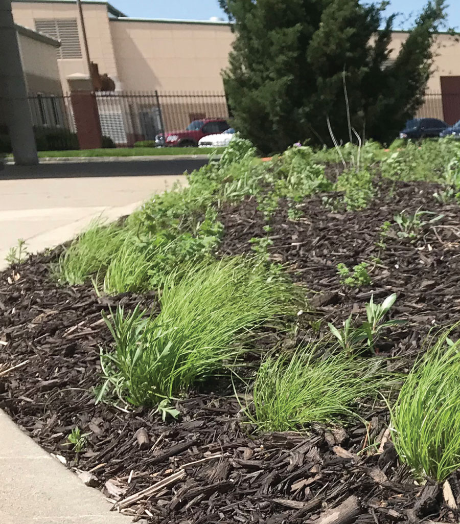 Native Plants in Monarch Garden