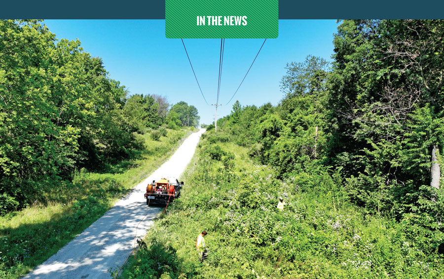 Vegetation Management Project Underway