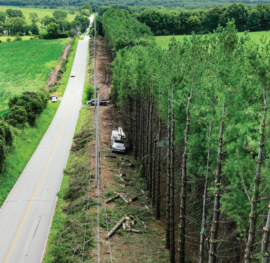 Why Vegetation Matters